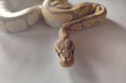 Königspython regius Banan
