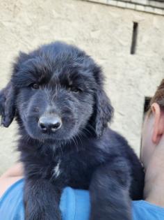 Neufundländer Leonberger Mix Welpen