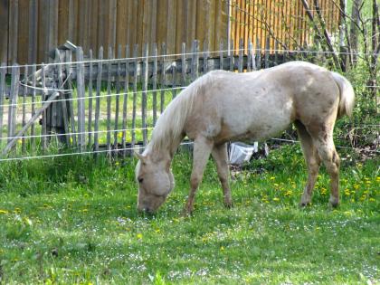 American Paint Horse Stute 06/2020 Palomino