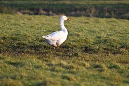 Nachgezüchtete schöne robuste Diepholzer Gänse Jungtiere lebensfroh munter fit