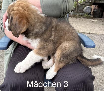 Berner Sennenhund Welpen