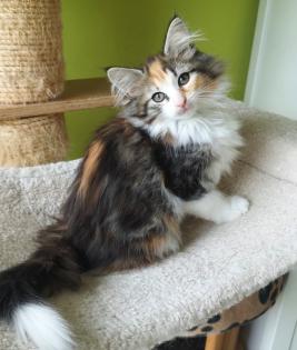 Norwegische Waldkatzen Kitten reinrassig - Babys mit Stammbaum