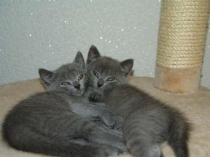 Reinrassige Chartreux Kitten