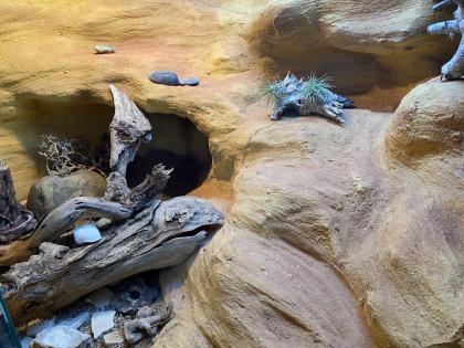 Schönes Terrarium komplett eingerichtet mit 2 Leopard-Geckos