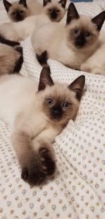 Siam /Thai Kitten Seal Chocolate Point Babys Kätzchen
