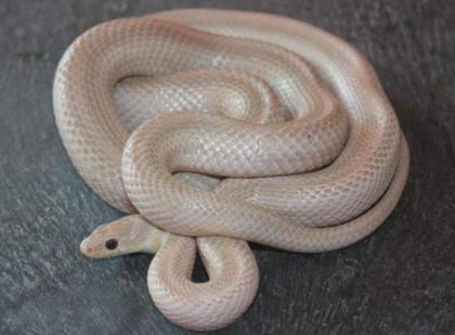 0. 1 pantherophis guttatus Kornnatter - Ghost Bloodred Striped 66 poss het. A