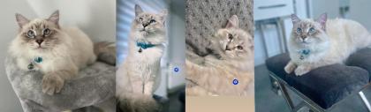 Neva Masquarade Deckkater