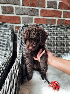 Goldendoodle Welpen