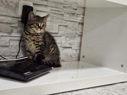 Verschenke BKH-Maine-Coon Kätzchen