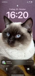 DeckKater Heilige Birma und mix BKH