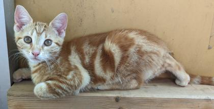 EKH Kitten 4 Monate