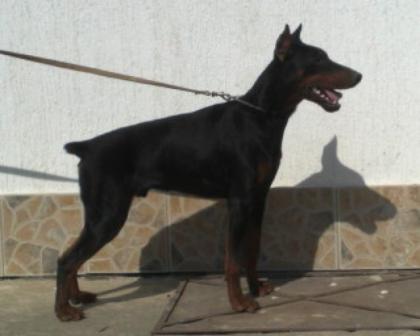 Dobermann Aragon 7 monate