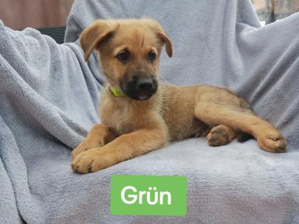 Hundewelpen abzugeben