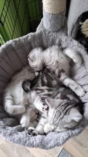 Bkh Kitten whiskas/ tabby