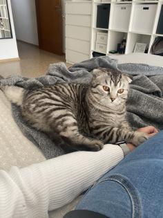 Bkh/SF Mix Kater 1 5 Jahre alt