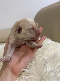 Labrador Welpen reinrassig Babylabradore