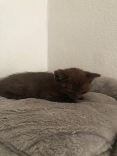 Britisch Kurzhaar Mix Kitten