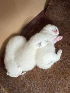 BKH Kitten Point 1 Männchen 1 Weibchen Eltern mit Stammbaum Ab Juli abzugeben