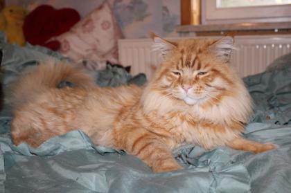 Wunderschöne Maine-Coon-Norweger Waldkatzen Kitten