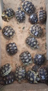 Breitrandschildkröte