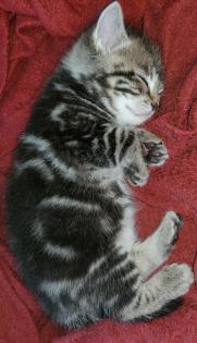 3. Kater abzugeben Kitten Kätzchen männlich