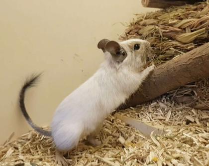 Pärchen sucht dringend ein Zuhause