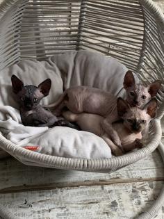 Don Sphinx Katzenbabys