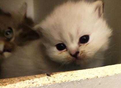 BKH und BLH Kitten suchen liebevolles Zuhause