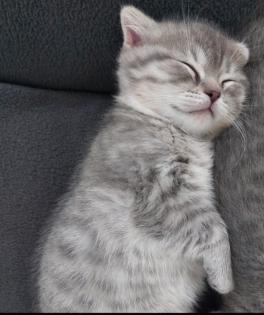 BKH Mix Kitten 1xweiblich 1xmännlich