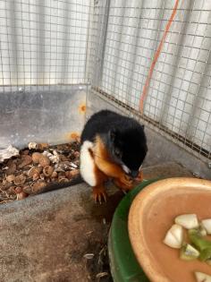 2 Schönhörnchen Männchen 1. 5 Jahre-Preis für beide