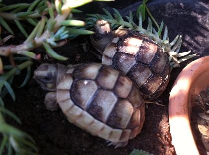 2- und 3-jährige Landschildkrötenbabies Testudo Marginata Breitrandschildkröten aus artgerechter l