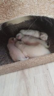 Reinrassige Siam Kitten Balinesisch