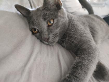 Kater grau 4 5 Monate