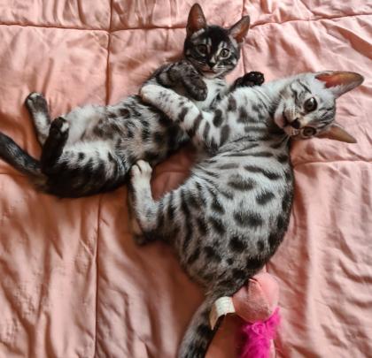 Wunderschöne Bengalkitten
