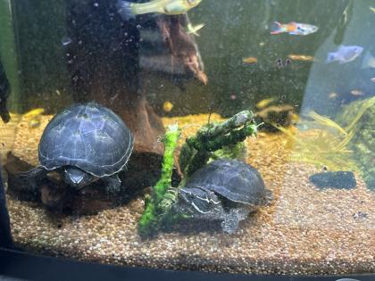 2 Moses Schildkröten mit einem 80 cm Aquarium