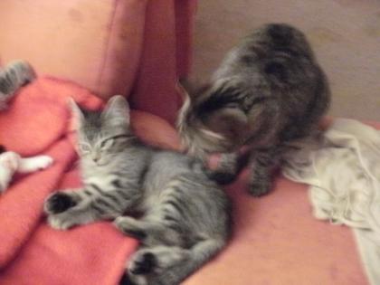 Zwei Katzen Kater Katze grau-getigert - umständerhalber abzugeben - 3/4 Jahr