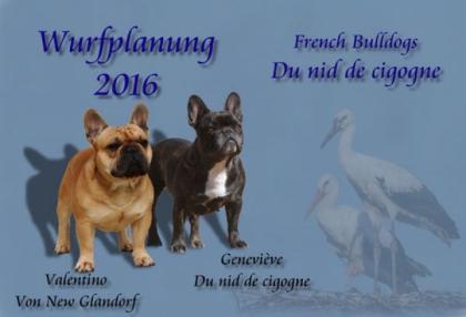 Französische Bulldoggen Wurfplanung Frühjahr 2022