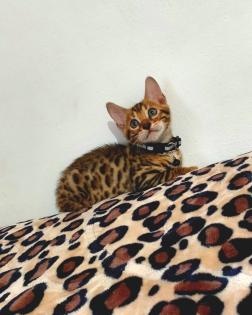 Bengal katze Baby Katzen