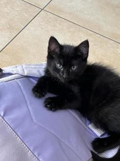 Katzenbabys