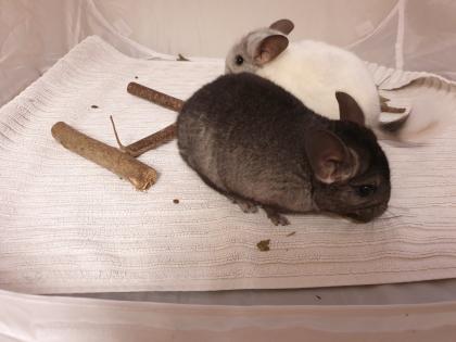 Chinchillajungtiere Angora