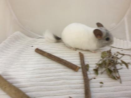 Chinchillajungtiere Angora