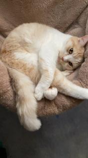 Perser Mix Katzen / Kater