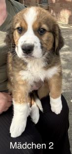 Berner Sennenhund Welpen