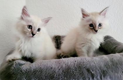 Norweger-Neva Masquarade Kitten