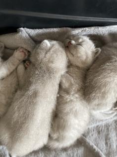 Bkh Kitten alle lilac