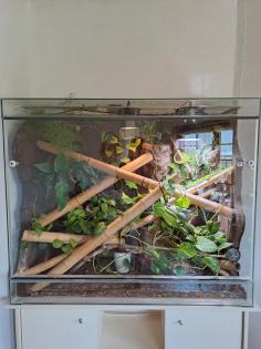 Riesentaggecko/Phelsuma grandis