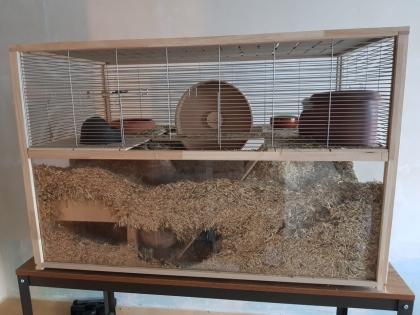 2 Rennmäuse männlich mit allem Zubehör