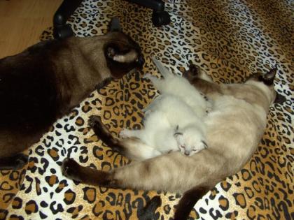 Vorreservieren - 3 Süße reinrassige Siam Seal Point Katzen Weibchen