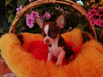Süße Chihuahua-Welpen