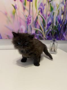 Edelmix Kätzchen Ragdoll Angora